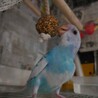 【交渉中】セキセイインコ、２羽 サムネイル4