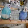 【交渉中】セキセイインコ、２羽 サムネイル5