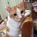 募集停止。人懐っこいチャーシーくん