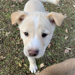 プリティコロコロ仔犬ちゃん男の子④
