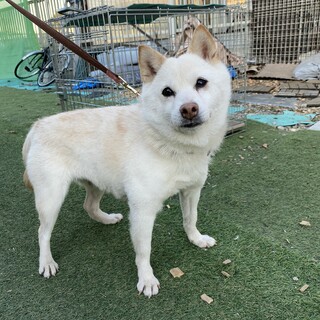 ♥白百合ちゃん♥小ぶりの白柴の女の子