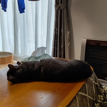 コタツの上ホカホカなの