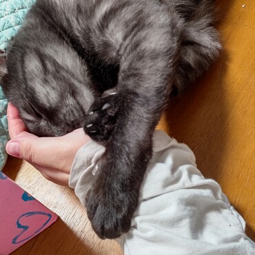 コタツの上で手まくら…最高(*ˊ˘ˋ*)