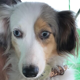 シシリアちゃん 青い目 埼玉県 犬の里親募集 ペットのおうち 月間利用者150万人