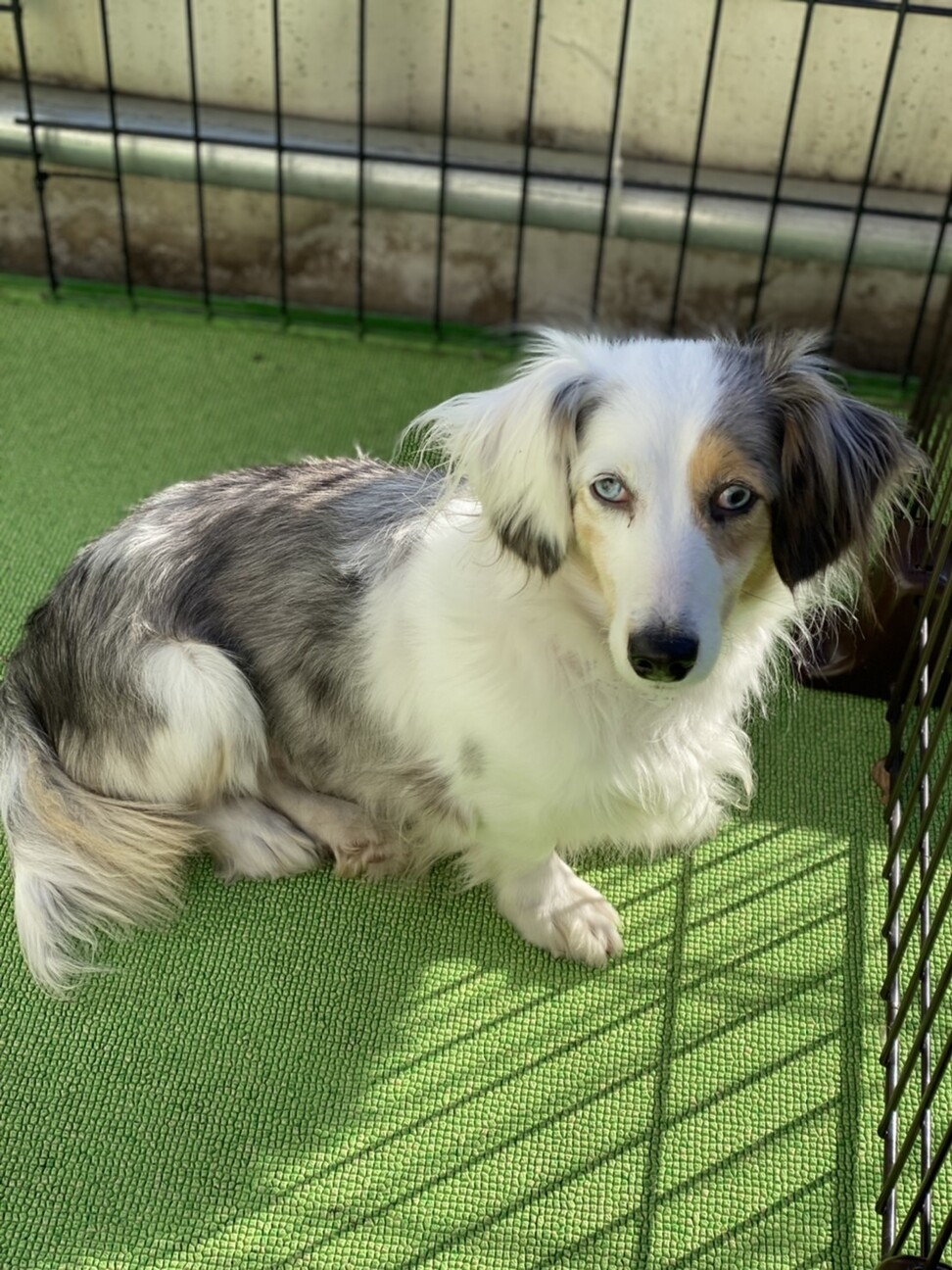 シシリアちゃん 青い目 埼玉県 犬の里親募集 ペットのおうち 月間利用者150万人