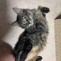 長毛ニャンコ♬スイちゃん♪里親絶賛募集中！
