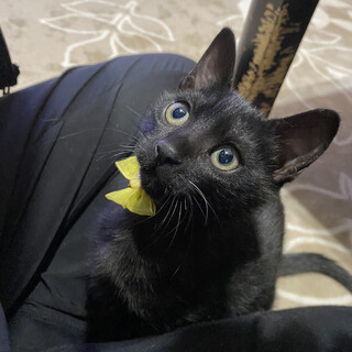 仲良し黒猫兄弟4ヶ月