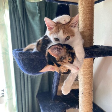 キャットタワーでにゃんプロレスをしている保護猫パンダとチャビたん。甘噛み練習中。