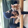 キャットタワーでにゃんプロレスをしている保護猫パンダとチャビたん。甘噛み練習中。