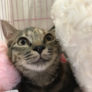 膝乗り撫で撫で大好きな甘えん坊サビ猫