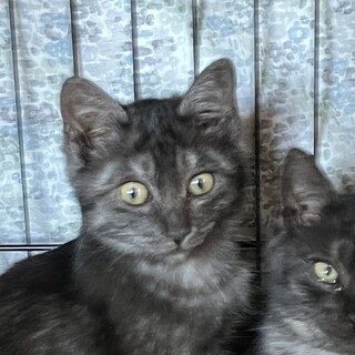 スモーキーブラック子猫に温かいお家を