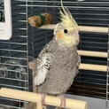 手乗りオカメインコ