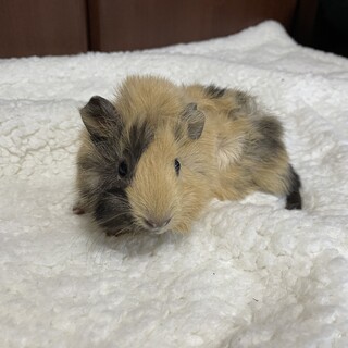 ★里親決定★●巻毛モルモット●2匹●