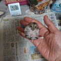 ハムスター3匹まとめて