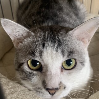リンくん保護猫サバ白♂