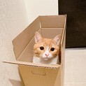とても元気なこむぎ ♂