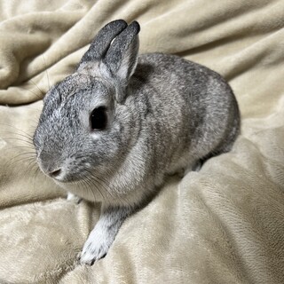 ネザーランドドワーフ 女の子 1歳 活気な子です