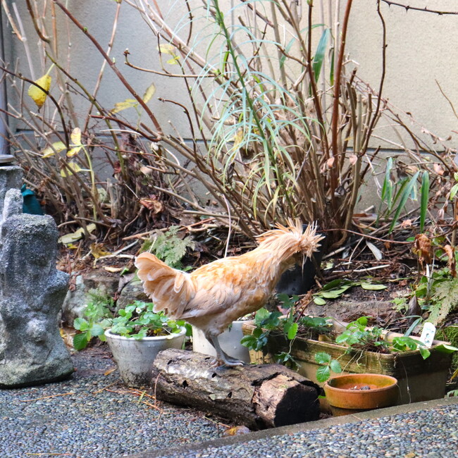 MK0929のカバー写真