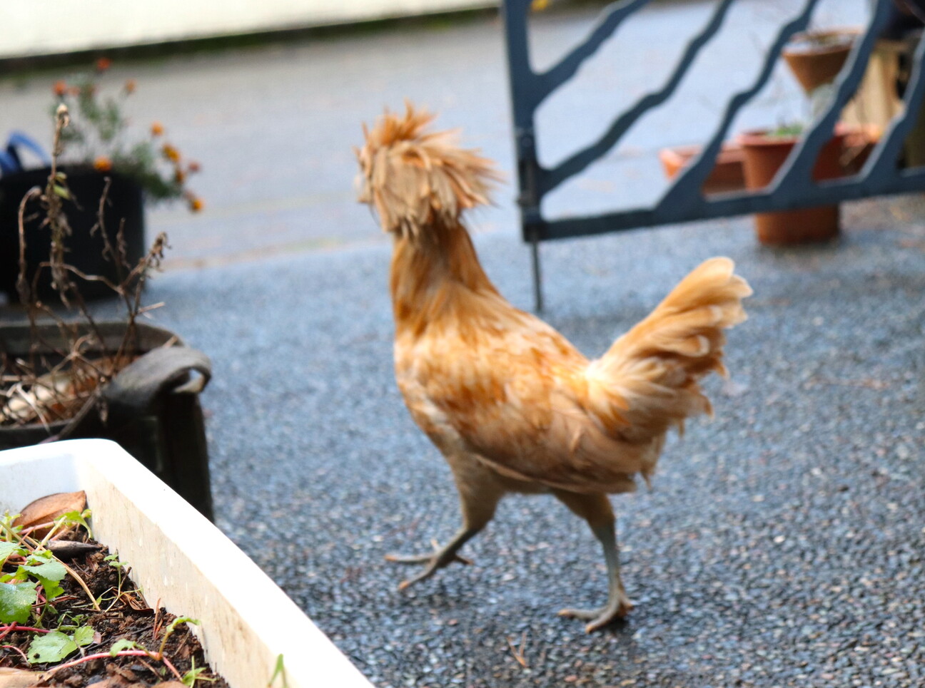バフレイスドポーリッシュ 石川県 鳥の里親募集 ペットのおうち 月間利用者150万人