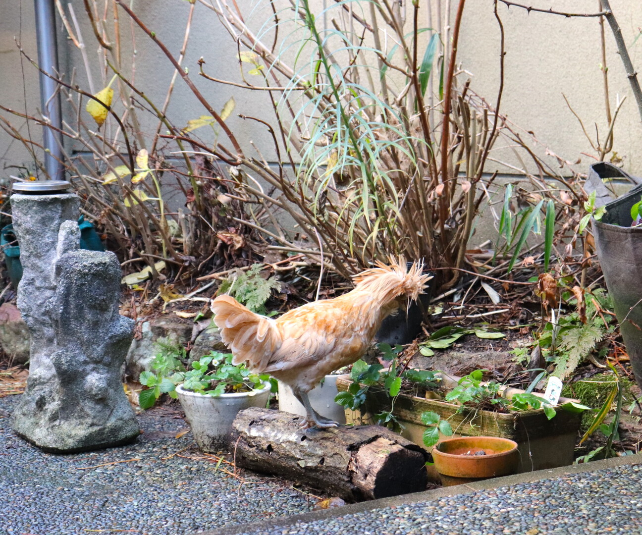 バフレイスドポーリッシュ 石川県 鳥の里親募集 ペットのおうち 月間利用者150万人
