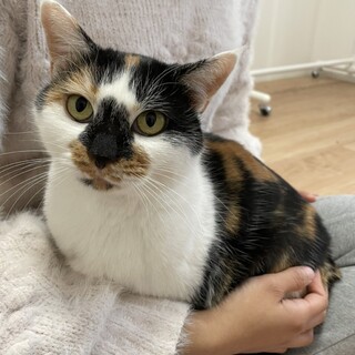 【再掲載】抱っこ大好き！甘えんぼ三毛猫ちゃん