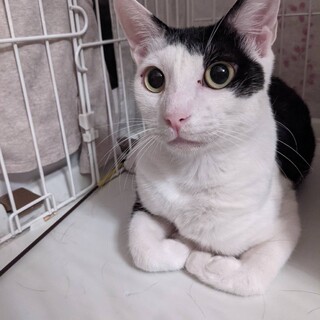 お目目くりくり♪マロ様