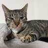 ゴ　クアン　フィ