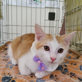 優しいお顔のわんぱく坊や♡ スー♂