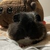 おこげちゃまる