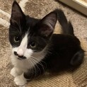 【ナウシカ】おかげさまで里親様が決まりました。