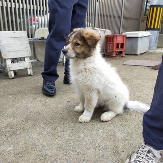 モフモフの大きな男の子