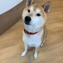 つぶらな瞳のごん兵衛くん！