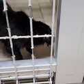 生後約3ヶ月の子犬3匹同時募集里親募集
