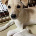 トイレ完璧✴︎この子の家族を探してます。