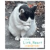 ひたねこLink heart