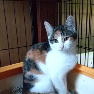 縞三毛の六花ちゃん