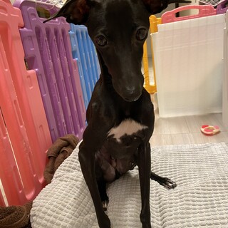 イタグレ　1才6ヶ月　オス