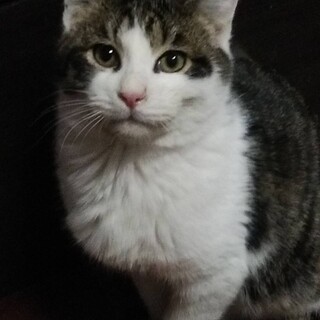 白キジのふぶきくん