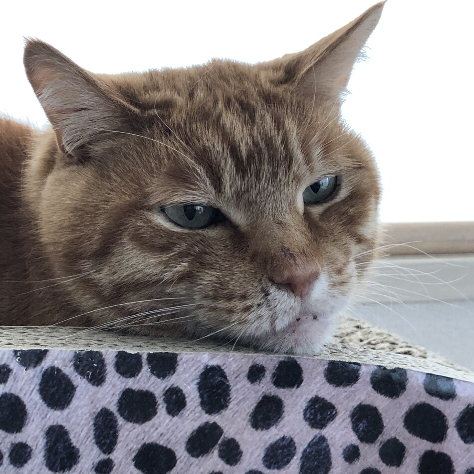たらのカバー写真