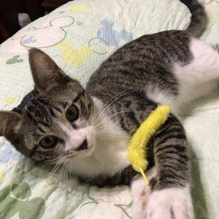 キャットタワーがお気に入りのタダくん