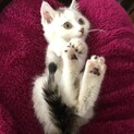 フワフワ穏やか子猫2ヶ月
