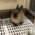 うさぎ　おそらくオス　3ヶ月