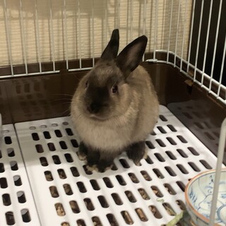 うさぎ　おそらくオス　3ヶ月