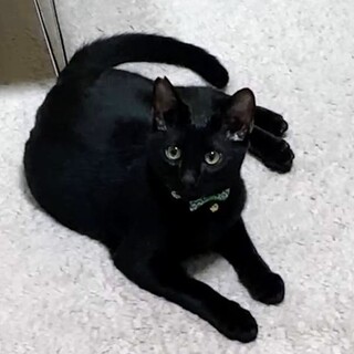 とても可愛い お膝大好き！ ハルくん