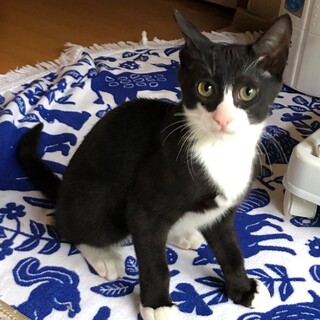 可愛い！愛らしい ルイちゃんです