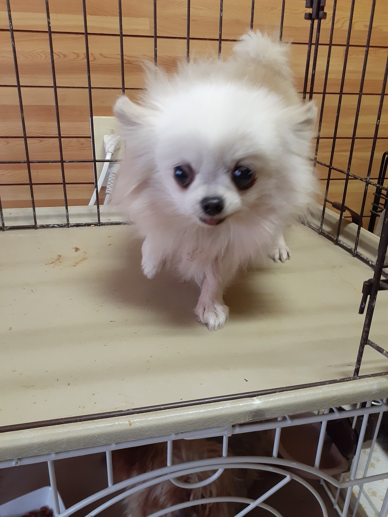 保護犬 ポメラニアン白 三重県 犬の里親募集 ペットのおうち 月間利用者150万人