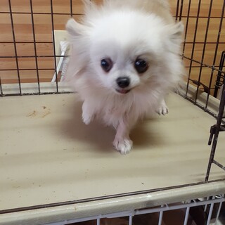 ポメラニアン 岐阜県が募集対象 犬の里親募集情報 ペットのおうち 月間利用者150万人