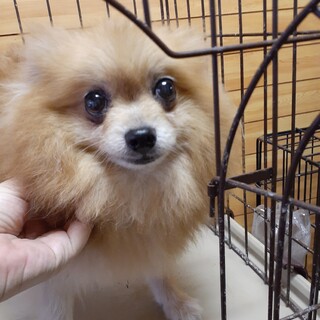 ポメラニアン 岐阜県が募集対象 犬の里親募集情報 ペットのおうち 月間利用者150万人
