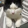 salt_neko