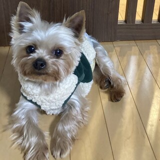 ヨーキー　ケリーくん